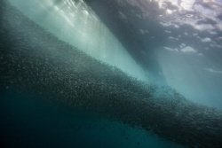 Sardine by Taco Cheung 